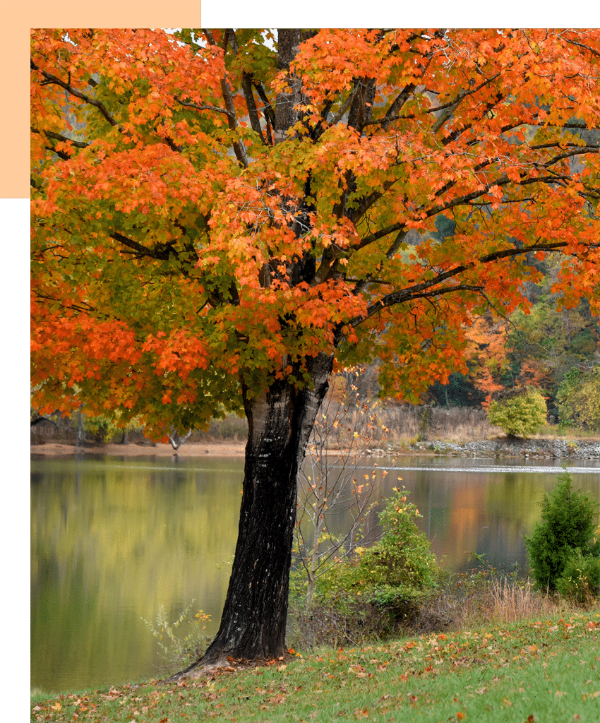 Senior Elder Law Challenges in Fairview TN